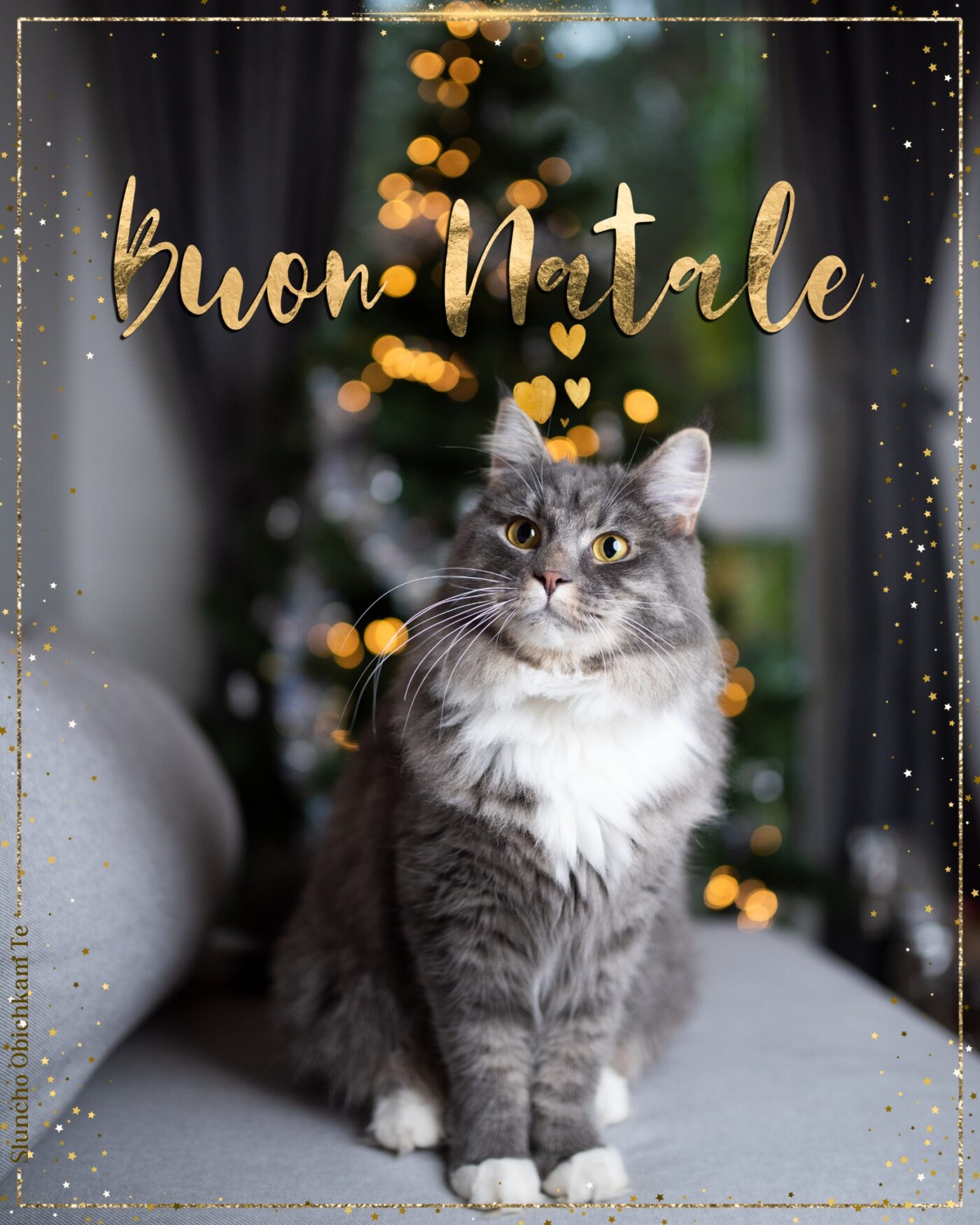 buon natale, gatto, auguri di natale, buon natale gattara, gatto natalizio, gatto albero di natale, frasi natale, sereno natale, biglietti di auguri, cartoline di natale, slunchoobichkamte, sluncho obichkam te