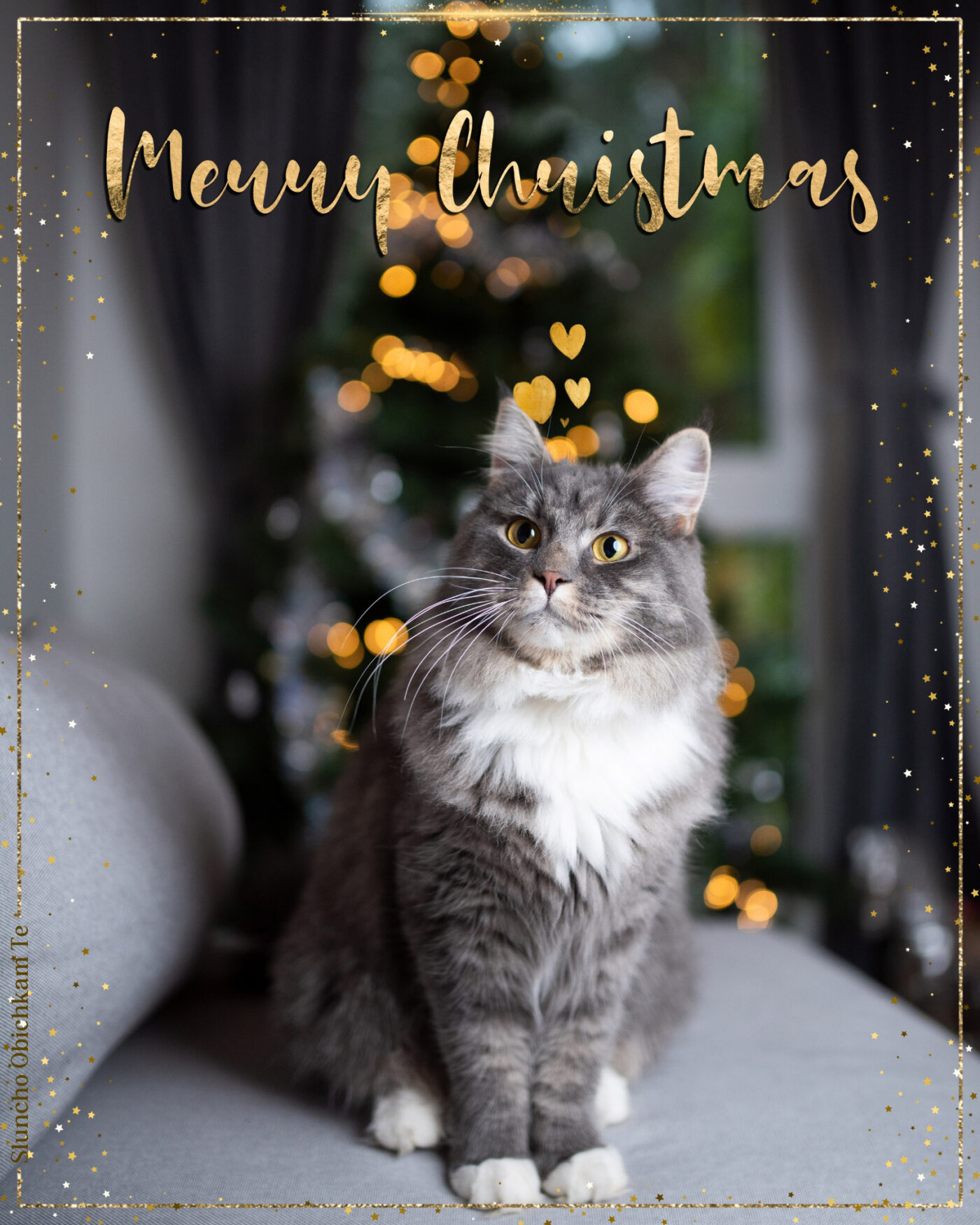 Merry Christmas Cat, Christmas wishes, christmas images, best christmas images, christmas 2024, christmas virtual cards, christmas cards, christmas tree, christmas cats, merry christmas wishes images, wishes, best wishes, free christmas images, sluncho obichkam te, slunchoobichkamte, весела коледа, buon natale